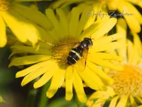 Geelbandwimperzweefvlieg [Dasysyrphus tricinctus]